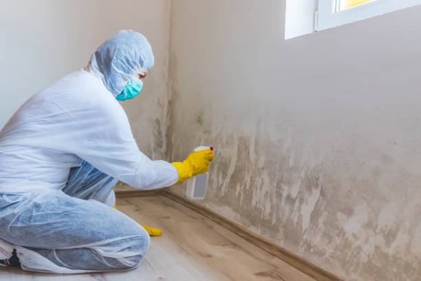 Licensed Mold Inspection service in Blue Ridge Summit, PA - WQB Mold Removal